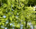 A close up image of the green leaves of an Ash tree