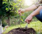 person planting a small sapling into a mound of soil