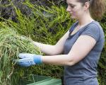 woman wearing garden gloves putting large clump of grass into a garden waste bin