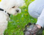 person picking up dog poo with a black bag while a small white dog watches