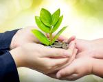 two hands joined together cupping a sapling