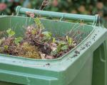 green wheelie bin with its lid open full of leaves and grass