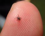 A small tick on a finger