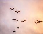 Bats flying at dusk