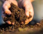 hands in compost