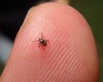 a tick on a fingertip