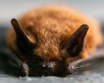 This image shows a picture of a bat