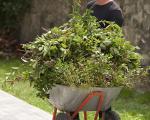 This shows garden waste collected in a wheel barrow