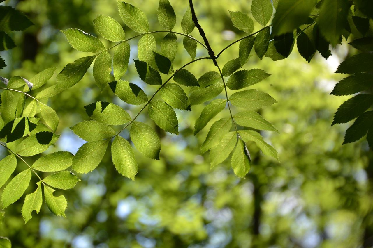 A close up image of the green leaves of an Ash tree