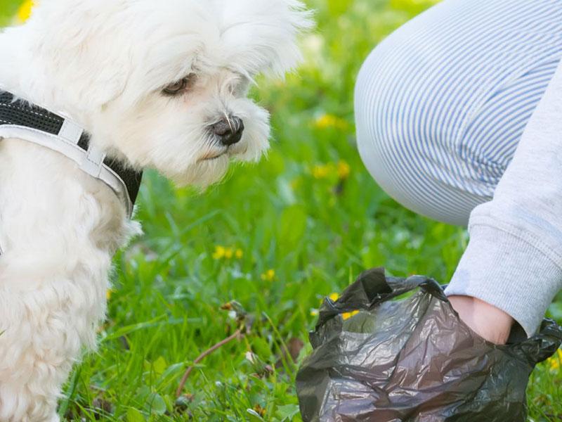 person picking up dog poo with a black bag while a small white dog watches