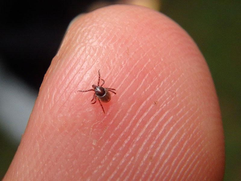 A small tick on a finger