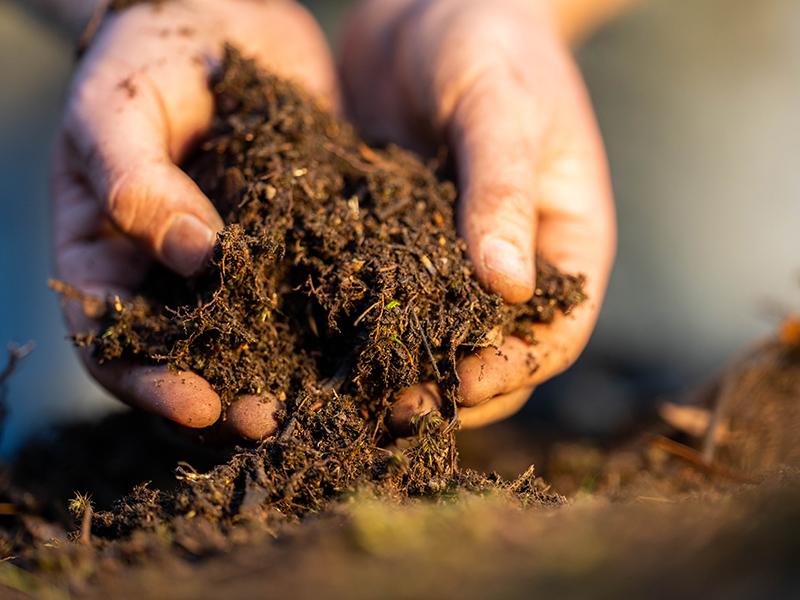 hands in compost