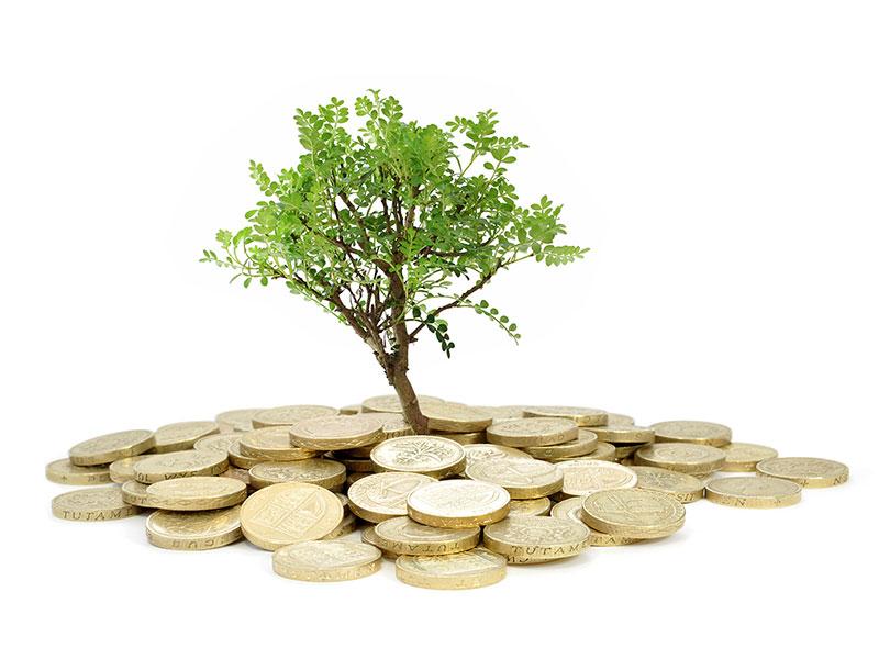 A tree growing from a pot of money