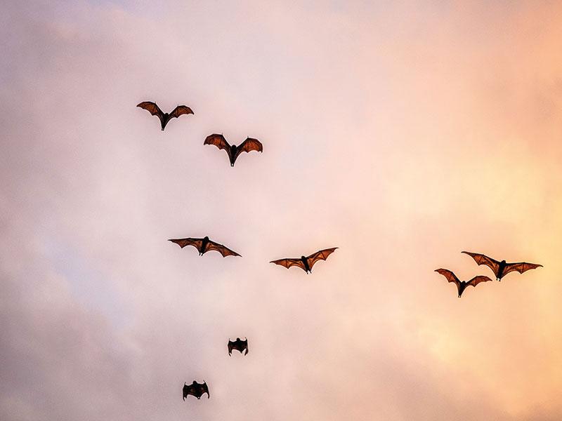 Bats flying at dusk