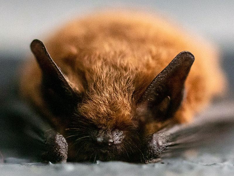 This image shows a picture of a bat