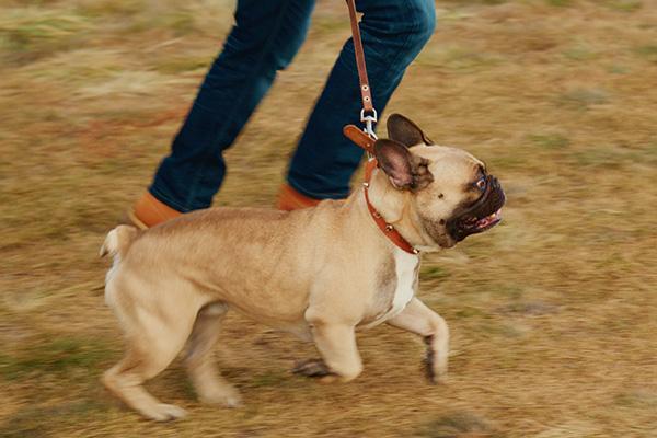 This shows a dog owner walking their French Bulldog