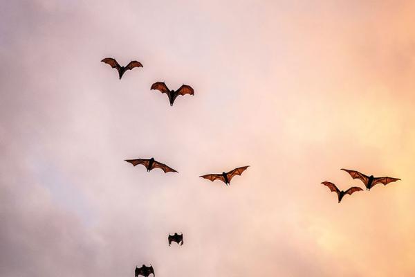 Bats flying at dusk