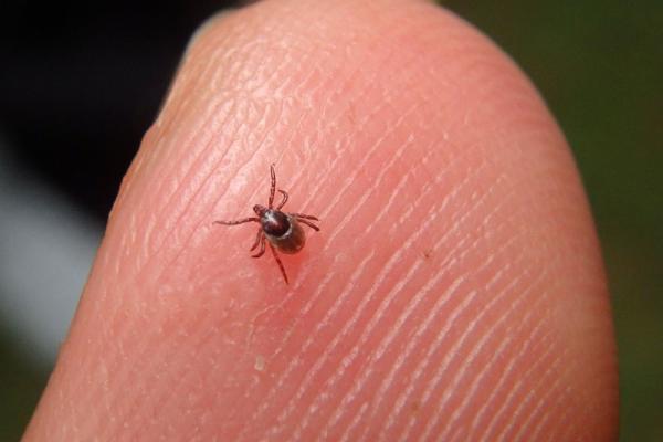 a tick on a fingertip