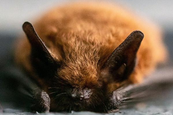 This image shows a picture of a bat