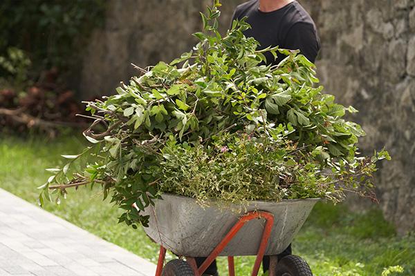 This shows garden waste collected in a wheel barrow